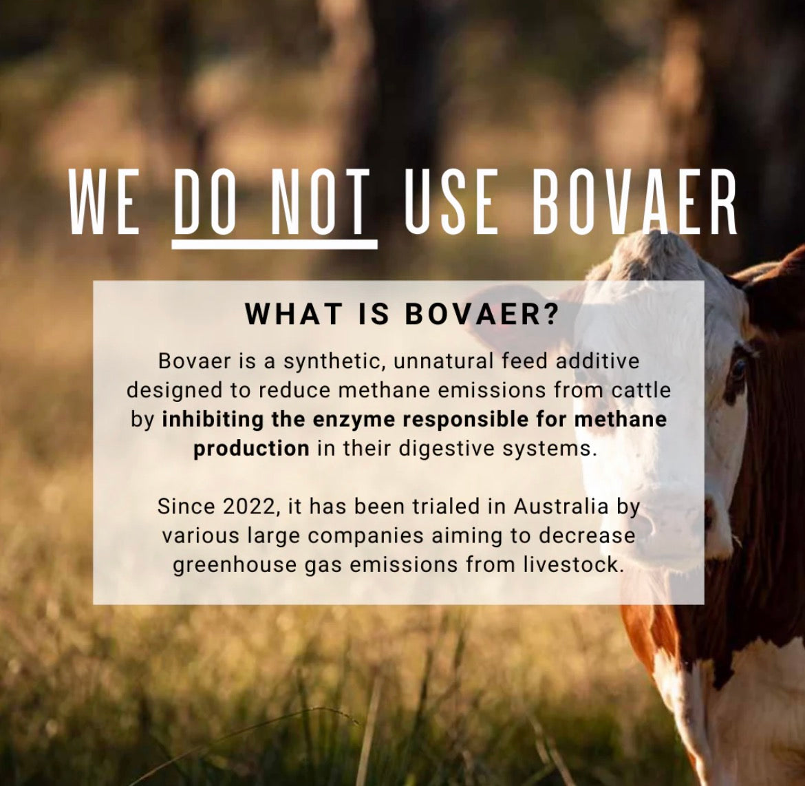 Organic Grass Fed Beef Liver Capsules Cell Squared